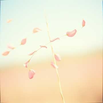 Memory in the Keys (1)  オルゴール music box